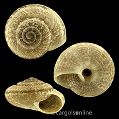 IMG_detallada/Microxeromagna lowei.jpg